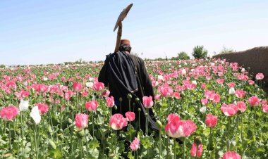 سيګار: طالبان د کوکنارو د کښت بندولو توان نهلري