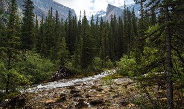 د طالبانو د حکومت کابینې د ونو او د ځنګلونو د پرې کولو پر مخنیوي ټينګار کړی.