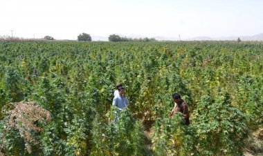 طالبان: پر سي فارم جرمني کمپنۍ د بنګو د بوټو د پلور موافقه سوې