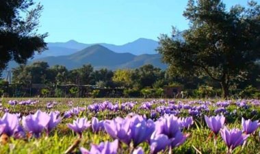 افغانستان کې د زعفرانو بیي لوړي سوي.