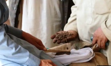 چین ته د ځڼغوزیو د لېږد دوام؛ زر ټنه تازه ولېږدول شول