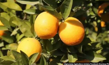 ننګرهار کې تولید شوي د ستروسو ۴۵ ډوله نندارې ته وړاندې شوې