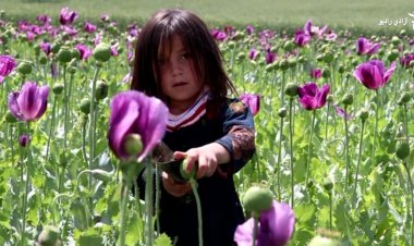 افغان بزګرو د کوکنارو کرلو ته دوام ورکړی، طالبان یې په اړه څرګند دریځ نه لري