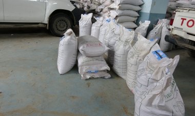 کاپیسا کې پر ۲۰۰۰ کروندګرو اصلاح سوي غنم وویشل سول