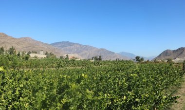 کندز کې کروندګرو د لیمو وړو باغونو جوړولو ته مخه کړې