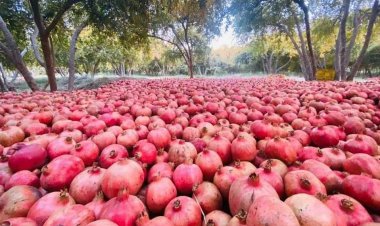 د کندهار د انارو  صادرات راکم سوي