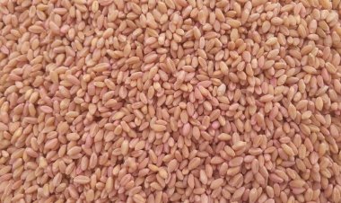 د خوړو او کرنې موسسې پر افغان بزګرانو د غنمو اصلاح سوي تخمونه وېشلي