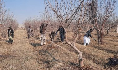 د میوه لرونکو ونو د اضافي څانکو د پرې کولو لړۍ پیل سوه