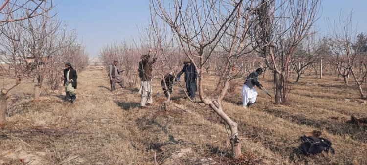 د میوه لرونکو ونو د اضافي څانکو د پرې کولو لړۍ پیل سوه