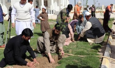 د لښکرګاه ښاروالۍ له لورې په لښکرګاه ښار کي تر ۱۲۰۰۰ زیات نیالګي اېښودل سوي دي.