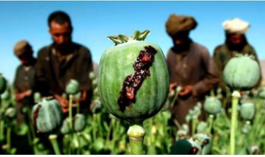 د افغانستان د تېر کال مخدره موادو د ناخالص تولید ارزښت تر ۲،۷ میلیارده ډالره و