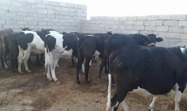 هلمند کې د کرني او مالدارۍ اړونده  تقوې ته تازه هڅي پیل سوي دي.