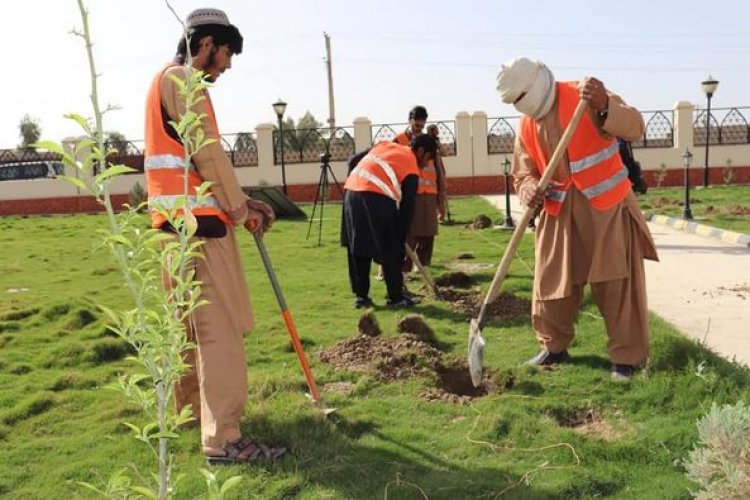 د لښکرګاه ښاروالۍ له لورې په لښکرګاه ښار کي تر ۱۲۰۰۰ زیات نیالګي اېښودل سوي دي.