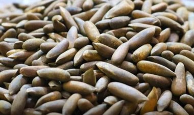 چين د افغانستان د جلغوزيو د پروسس برخه کې پانګونه کوي