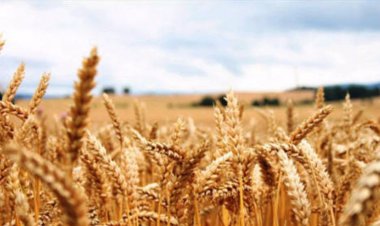 د کرنې او خوړو اداره: تېر کال ميليونه کروندګرو ته د کرنيزو تخمونو بستې وېشل سوي