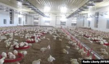 په هلمند کې د چرګانو فارمونه معیاري کېږي