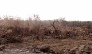 تیرو جګړو او رواني  وچکالۍ په شمالي هلمند کې باغوانۍ ته زیان اړولی دی.