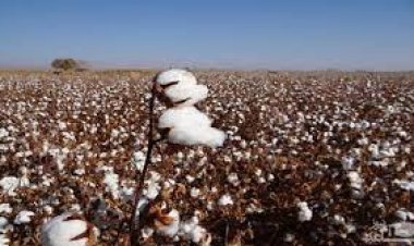 هلمند کې د پنبې کرنه ډېره سوې