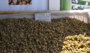 کابل کې د مميزو د پروسس يوې کارخونه کې ۹۰۰ کسانو ته کاري زمينه برابره سوې