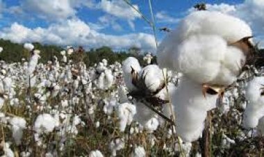 افغانستان کې د پنبې کرنه ډېره سوې