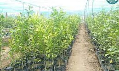 سمنګان کې سلګونه ښځو ته د کرنې برخه کې روزنه ورکړل سوه