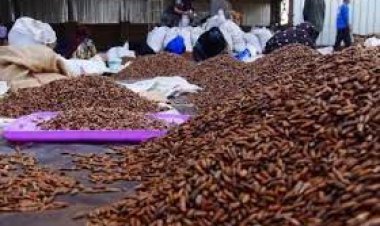 سوداګرۍ وزارت: تېرو ۶ مياشتو کې د ۱۹ ميليون ډالرو په ارزښت ځلغوزي صادر سوي