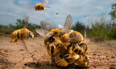 د مینه ناکو مچیو غونډوسکې د ژویو نړۍ د کال غوره عکس جایزه وګټله!