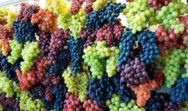 ‏د هرات ځايي چارواکي وايي، چې سږ کال یې ۳۴ زره ټنه د انګورو حاصلات بهرنیو هېوادونو ته صادر کړي، چې تېر کال دغه کچه ۳۰ زره ټنه وه.