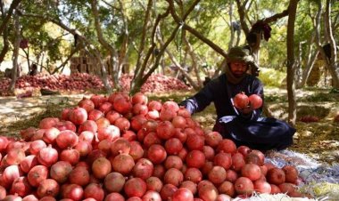 له کندهار څخه بهر ته د انارو صادرات پيل سوي.