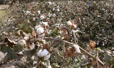 هلمند کې د تیرو کلونو په پرتله د پنبې په حاصلاتو کې د پام وړ زیاتوالې راغلی دی.