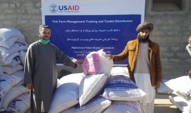 هلمند کي ماهي روزني فارم لرونکو ته د ماهیانو خوراکه او ټولکیټونه ورکول کیږي.