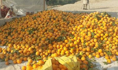 ‏د اټکل له مخې به سږ کال د ننګرها بټي‌کوټ ولسوالۍ د مالټو له باغونو څخه ۲۱۰۰ ټنه مالټې راټولې سي.