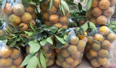 د ‎ننګرهار کانال رياست د څلورګونو فارمونو له ۱۸۲ جريبه بڼونو څخه د نارنجانو حاصل څخه يو نيم ميليون افغانۍ عوايد ترلاسه سوي.