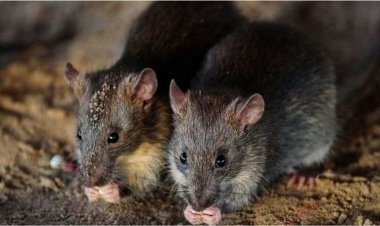 هند: موږکانو زرګونه لیټره شراب څښلي دي.