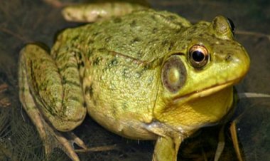 د نړۍ يو شمېر هېوادونو کې د چنګښو د مړينې له امله ملاريا ناروغي زياته سوې ده .