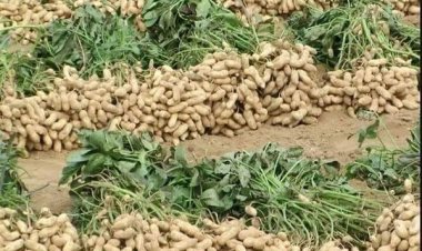 ‏ننګرهار کې سږکال د ممپليو په حاصلاتو کې زیاتوالی راغلی دی.