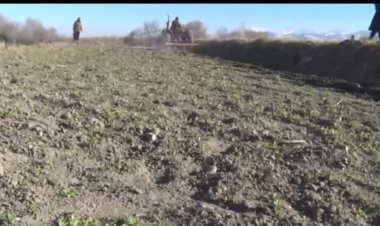 ننګرهار کې ۳۰۰۰ جريبه ځمکه له کوکنارو پاکه سوه.