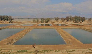 ‏د ننګرهار کانال رياست له لوري په ۷۰۰ جريبه ځمکه د کبانو روزنې فارمونه جوړ سوي.