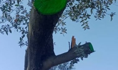 په ننګرهار کې د زيتونو د ۴۰ زره ۸۰۰ ونو د پالنې هڅې پیل سوې