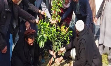 ننګرهار کې د پسرلنيو نيالګيو د کېنولو کمپاين پيل سو