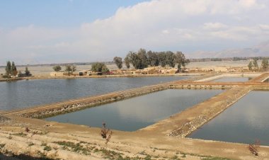 په ننګرهار ولایت کې د کبانو روزنې فارمونه تر پخوا ډېره سوي او اوس په پراخه کچه کبان روزل کېږي، چې دې ولایت لپاره بسنه کوي.