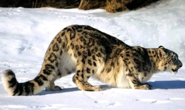 په بدخشان کې  سيمه ییز مسولين وايي په دغه ولايت کې د خلکو لخوا د واورې نيول سوى پړانګ يې بيرته خوشي کړ