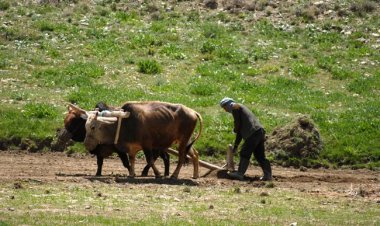 کندز کې پر غوايانو د قولبې کولو دود اوس هم ژوندی دی