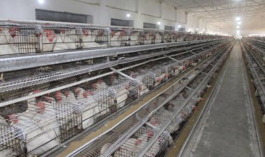 ننګرهار کې به ډېر ژر د دوه نيم ميليونه امريکايي ډالرو په پانګونې سره د چرګوړو توليد ظرفيت د ورځې ۱۲۰ زره ته لوړ کړي