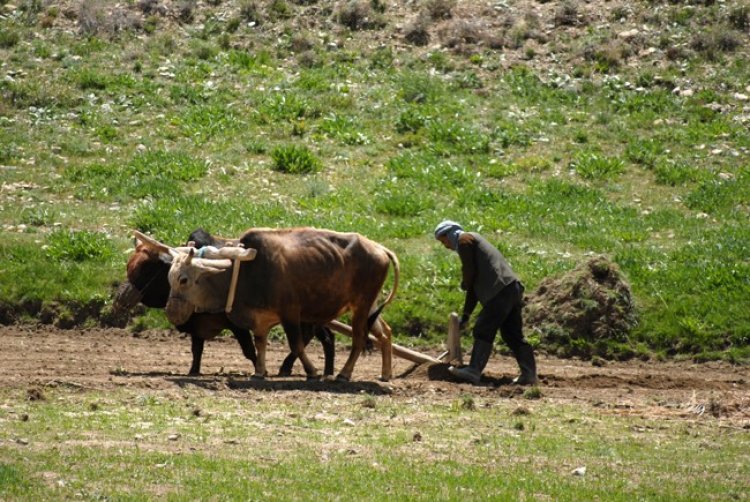 کندز کې پر غوايانو د قولبې کولو دود اوس هم ژوندی دی