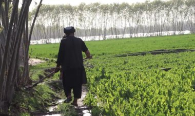 ارزګاني کروندګر د وچکالۍ او د اوبو د نشتون څخه سر ټکوي