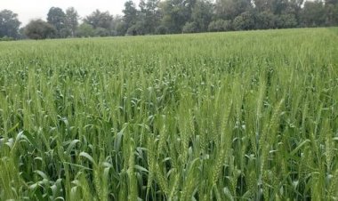 ‏د ننګرهار کانال په ۲۲ زره او ۲۹۲ جريبه ځمکه غنم کرل سوي