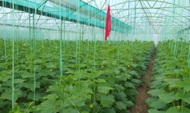 د ننګرهار کانال رياست ۱۰۱ شنو خونو څخه د څه باندې شپږ نيم ميلیونه افغانيو په ارزښت شاوخوا ۸۶ زره ۵۷۱ منه بادرنګ بازار ته وړاندې کيږي.