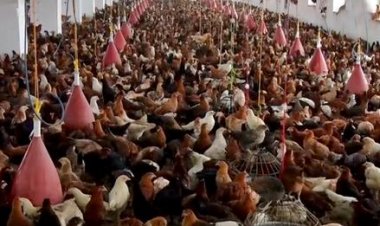 کابل کې د یو میلیون ډالرو په ارزښت د چرګانو یو فارم جوړ سوی