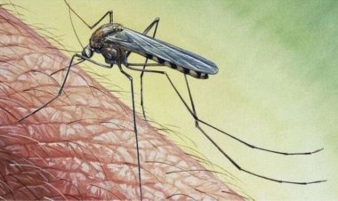 ملاریا پر وړاندې د مبارزې نړیواله ورځ؛ افغانستان کې یې تېر کال له ۱۲۵ زرو ډېرې پېښې ثبت شوې